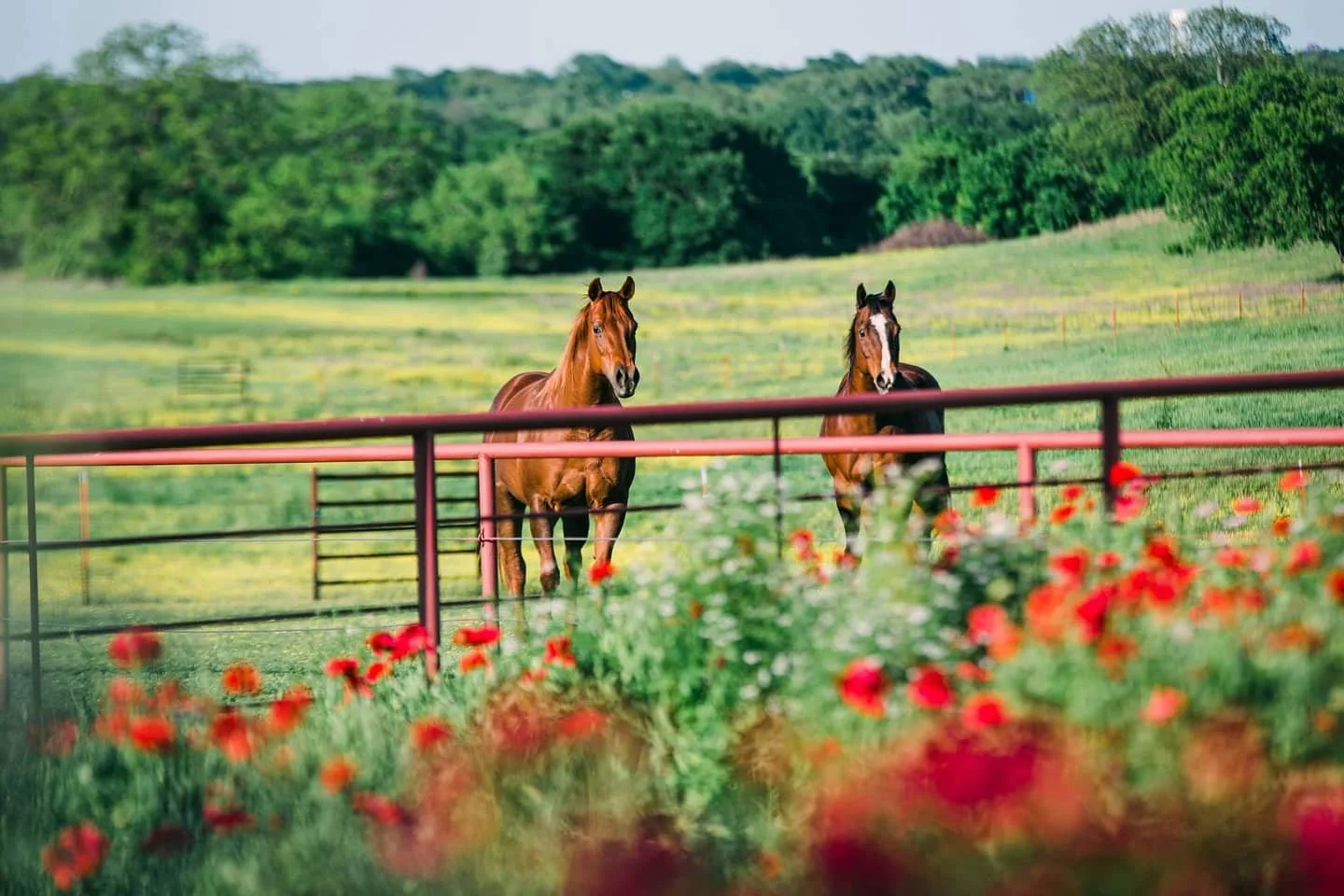 nctc college horses in pasture